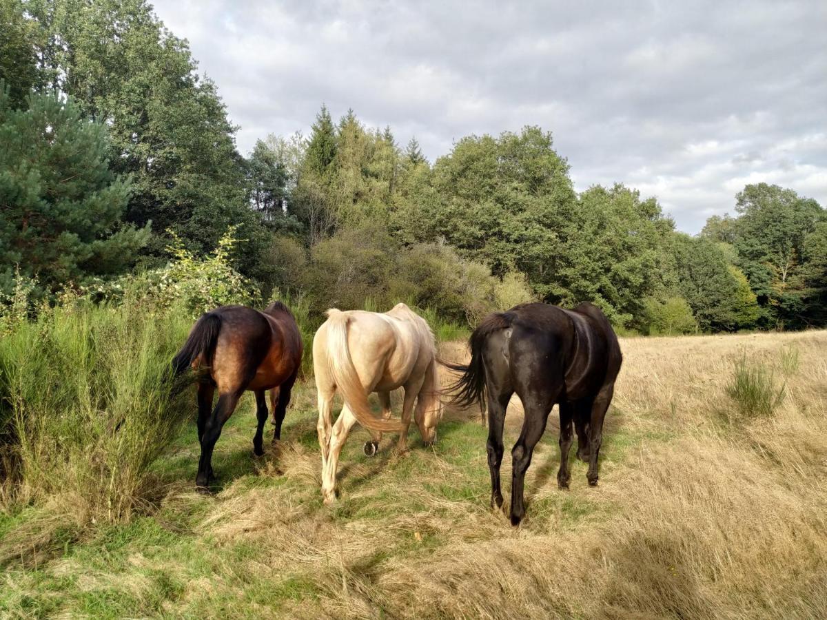 L'Echappee Verte - Gite Equestre 5 Pers Soucht Εξωτερικό φωτογραφία