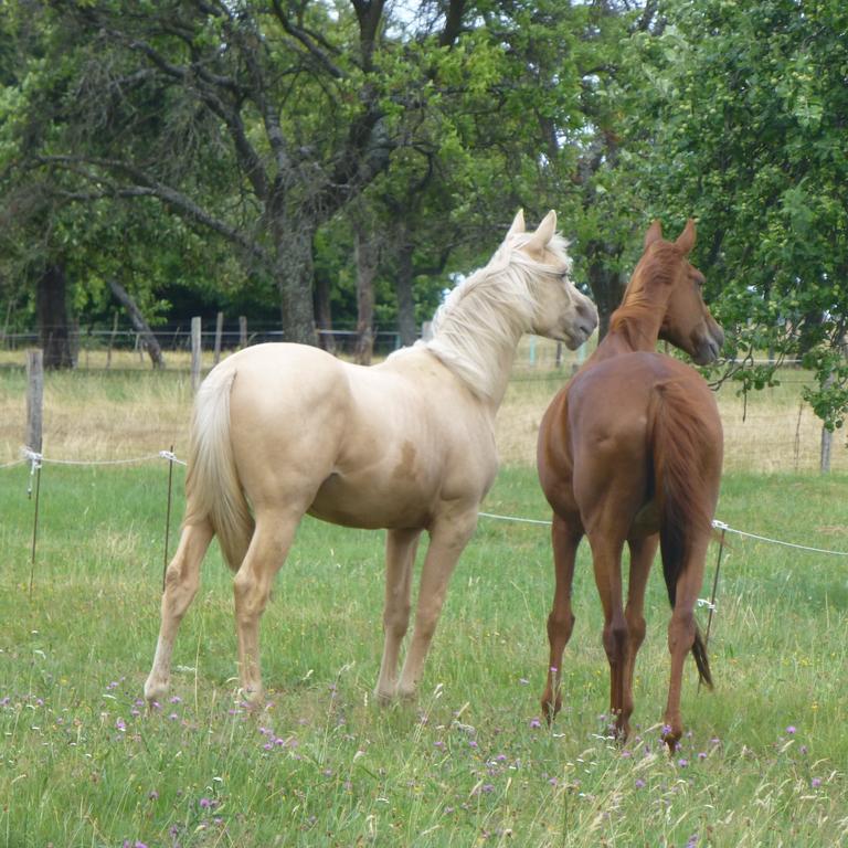 L'Echappee Verte - Gite Equestre 5 Pers Soucht Δωμάτιο φωτογραφία