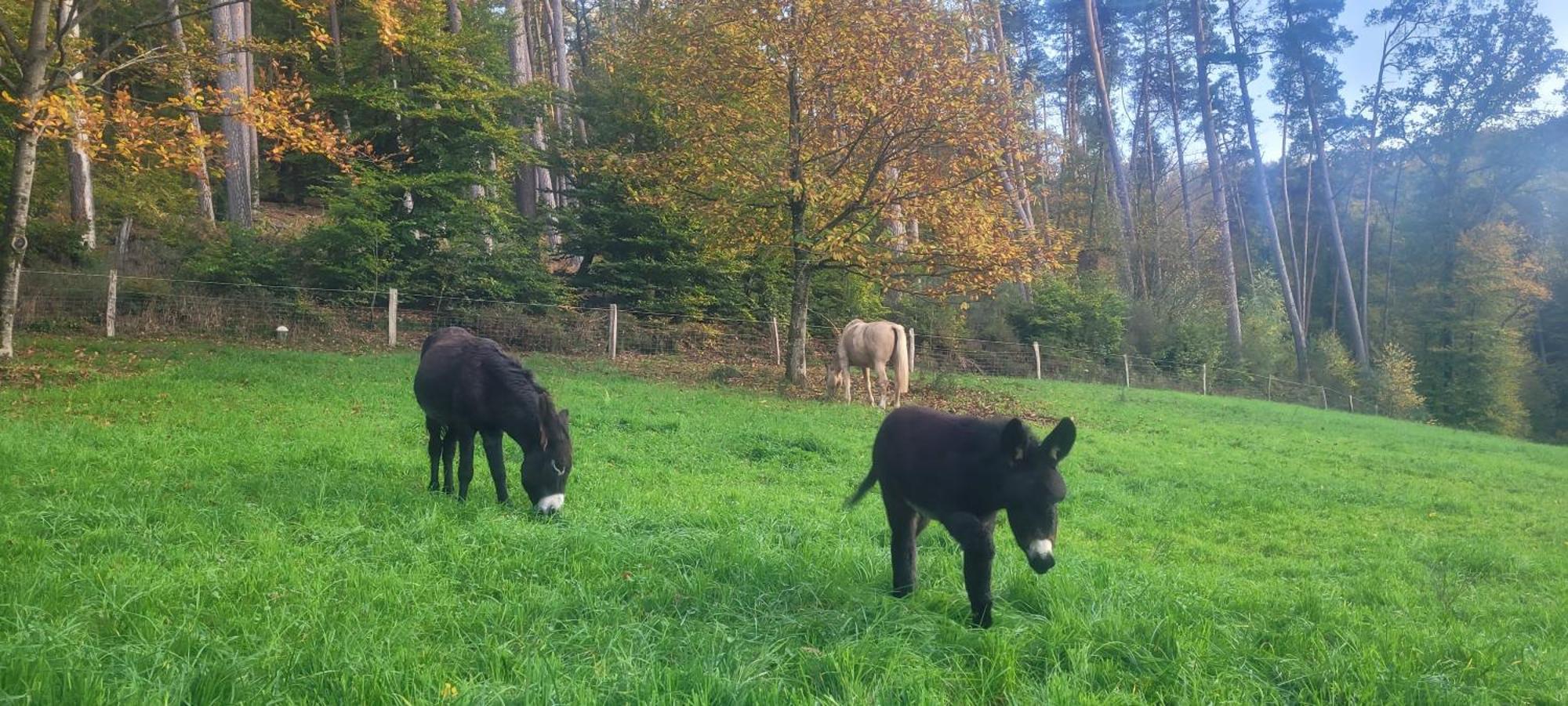 L'Echappee Verte - Gite Equestre 5 Pers Soucht Εξωτερικό φωτογραφία