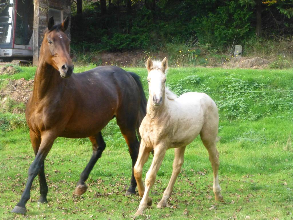 L'Echappee Verte - Gite Equestre 5 Pers Soucht Εξωτερικό φωτογραφία